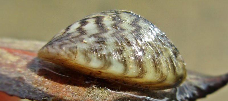 zebra mussels