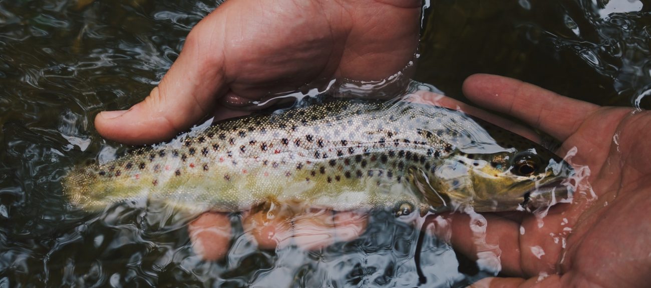 Fish Recipes