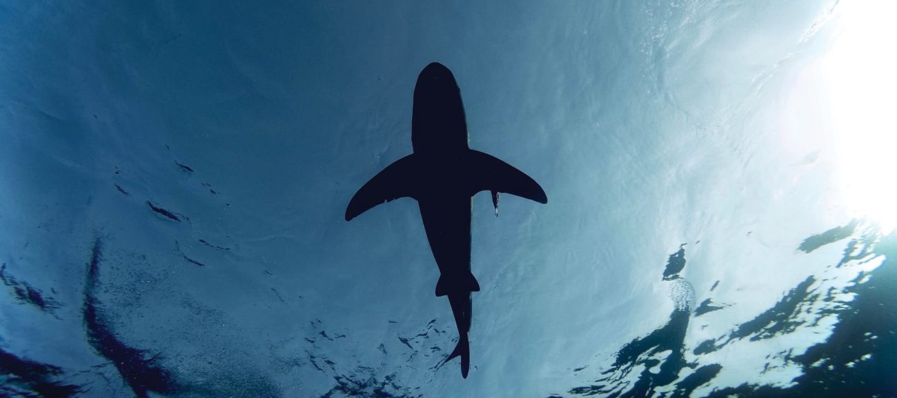 Avoid a Shark Attack