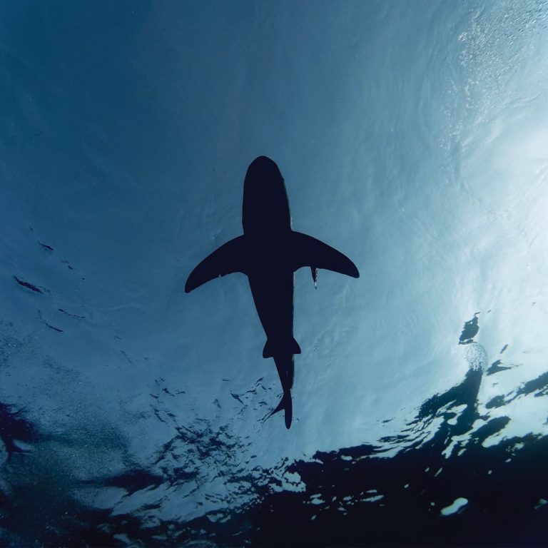 Avoid a Shark Attack