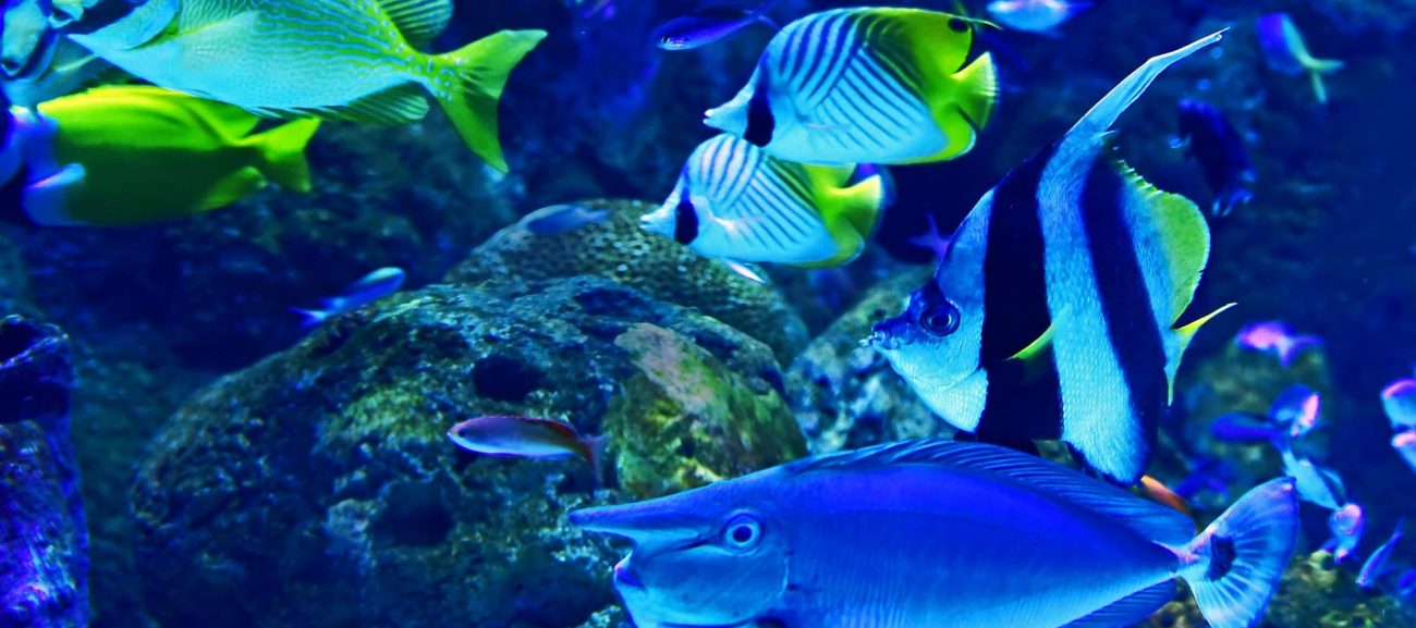 Protect Marine Life