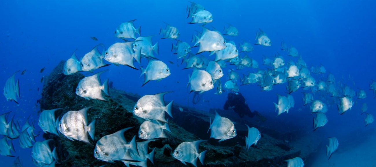 Fish Finders for Shore Fishing