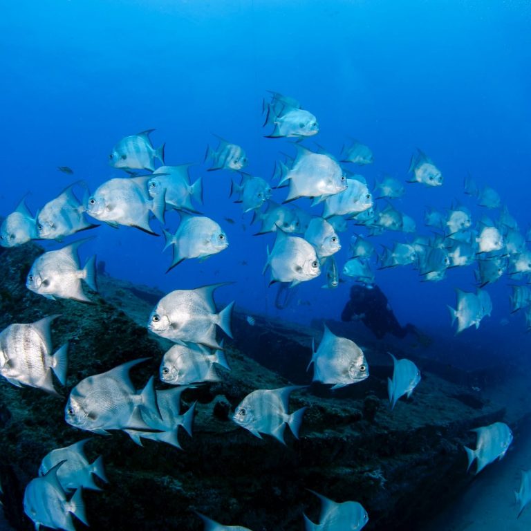 Fish Finders for Shore Fishing