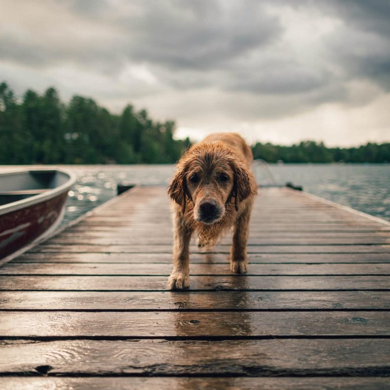 Protecting Wood Dock from Rot