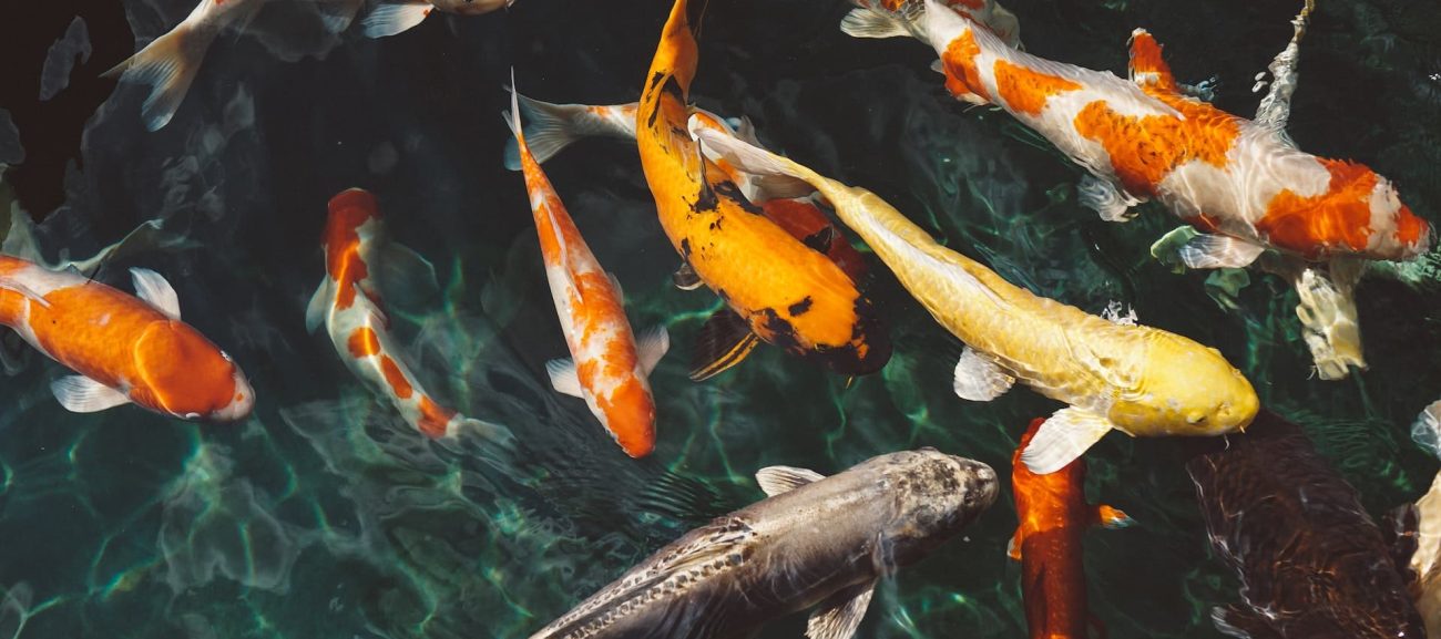 Fish Species