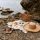 Texas lake picnic