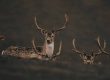 wildlife watching Texas