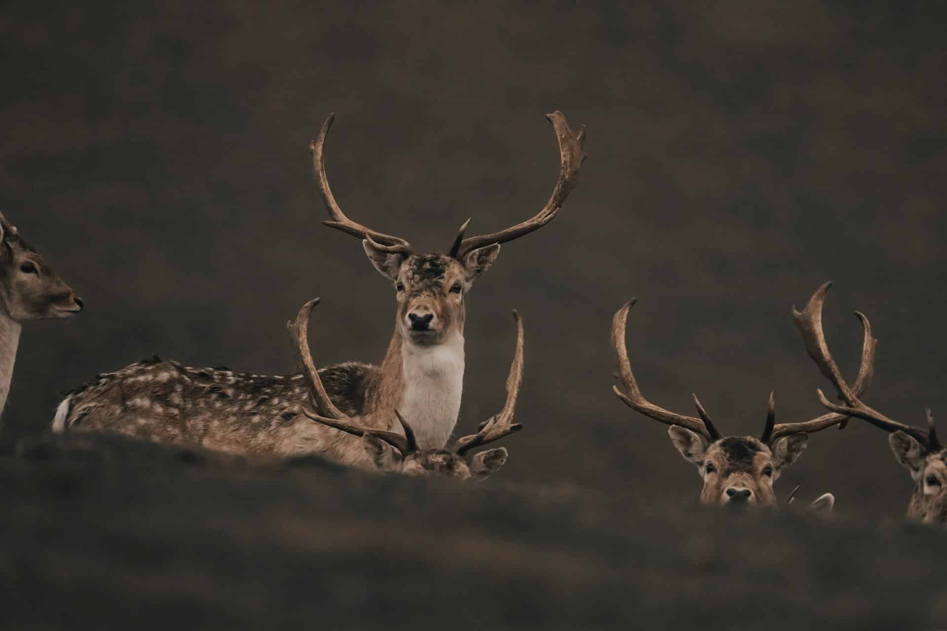 wildlife watching Texas