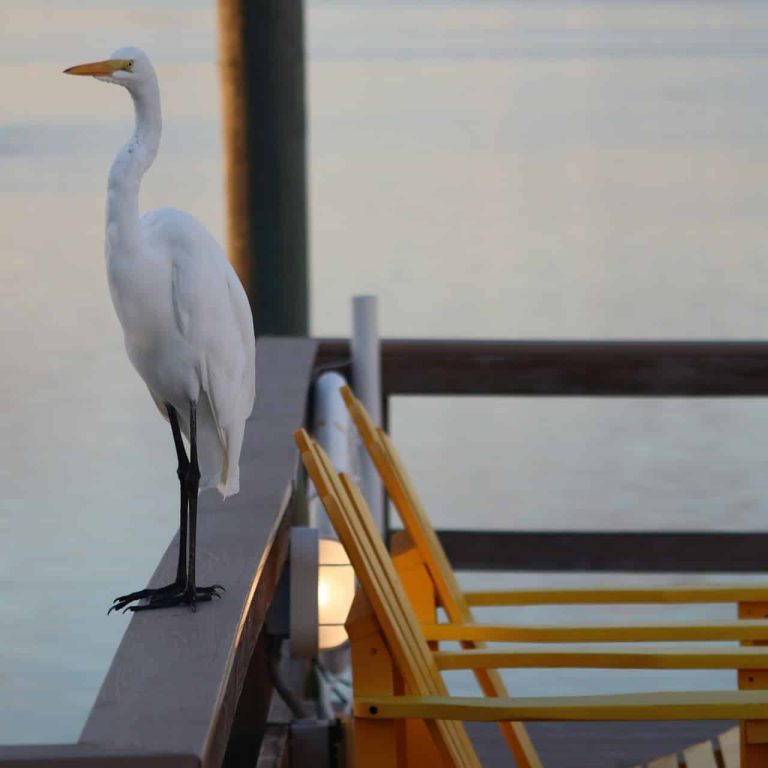 Birdwatching from the Dock