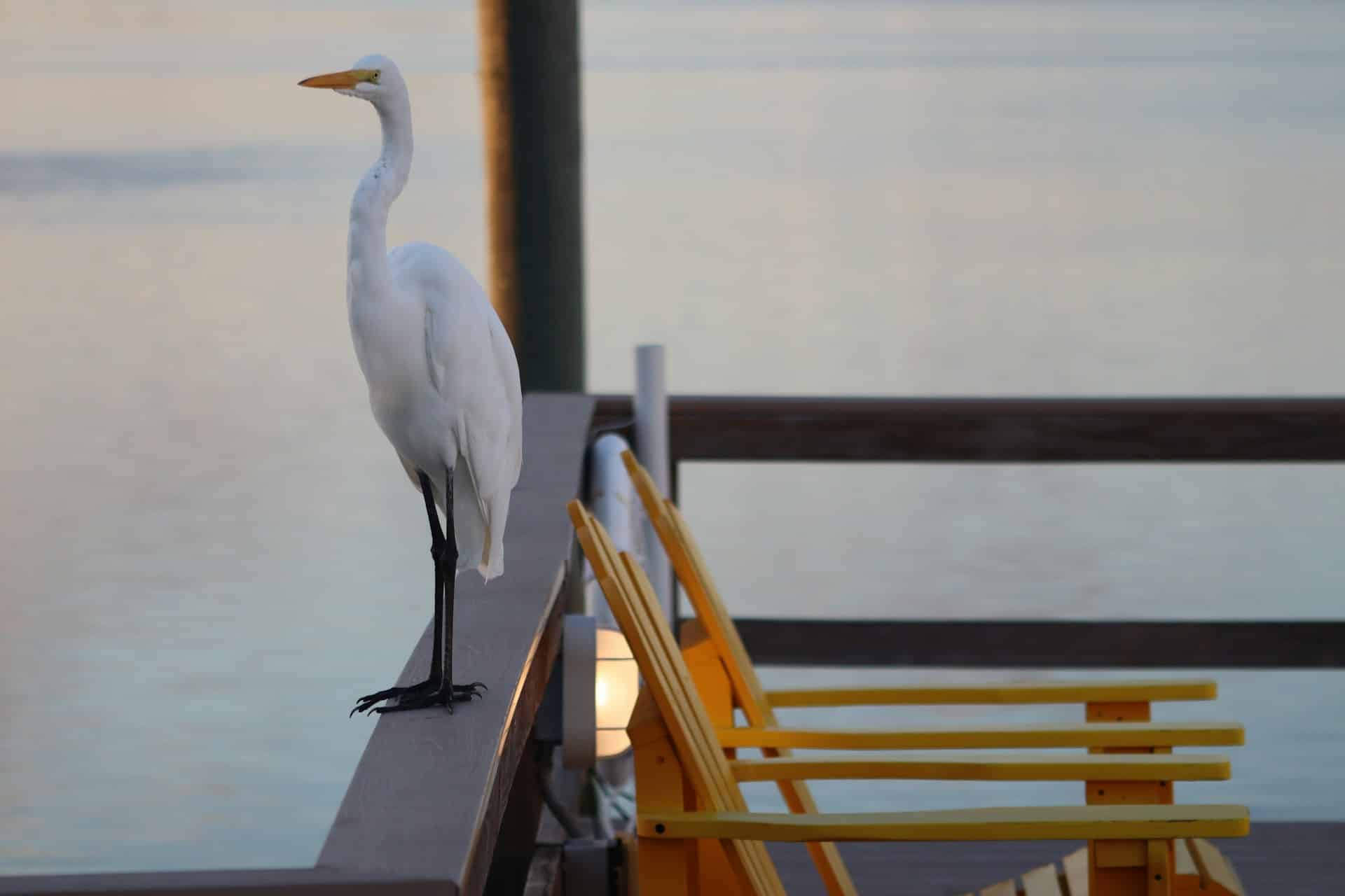 Birdwatching from the Dock