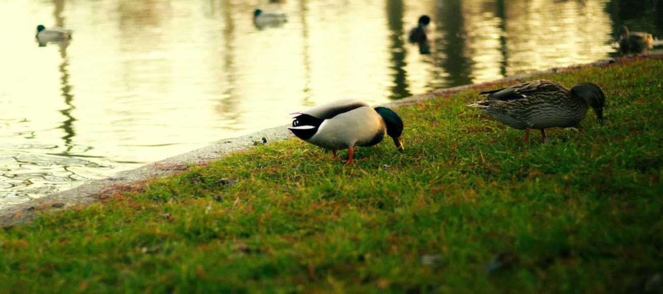 improve guest experience at lakeside parks