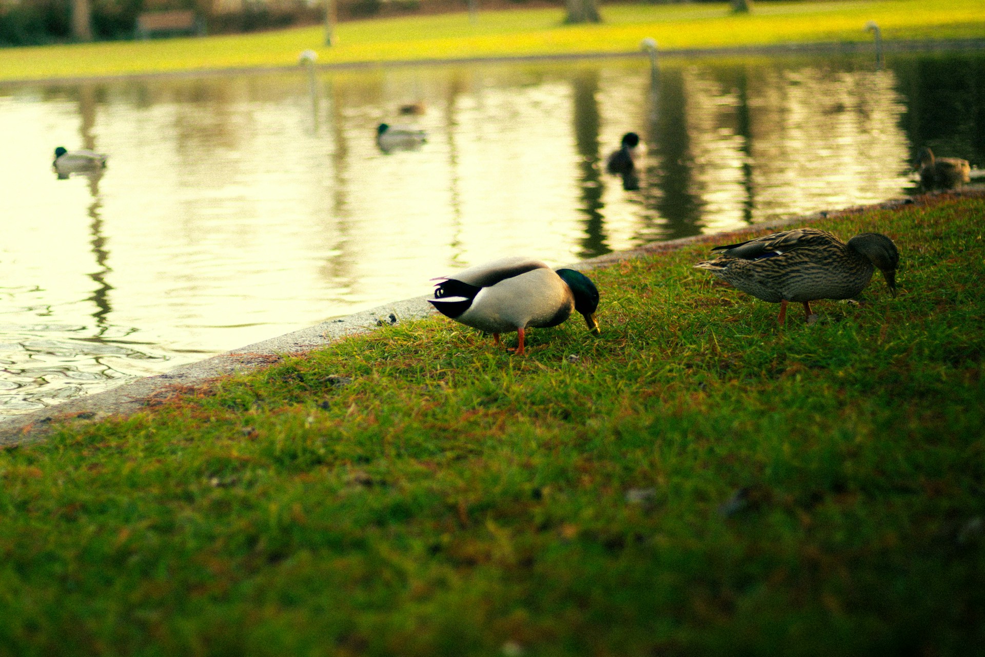 improve guest experience at lakeside parks